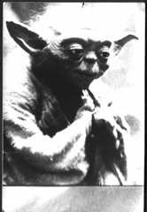 Czy Yoda zbierał tazosy kiedy był dzieckiem?